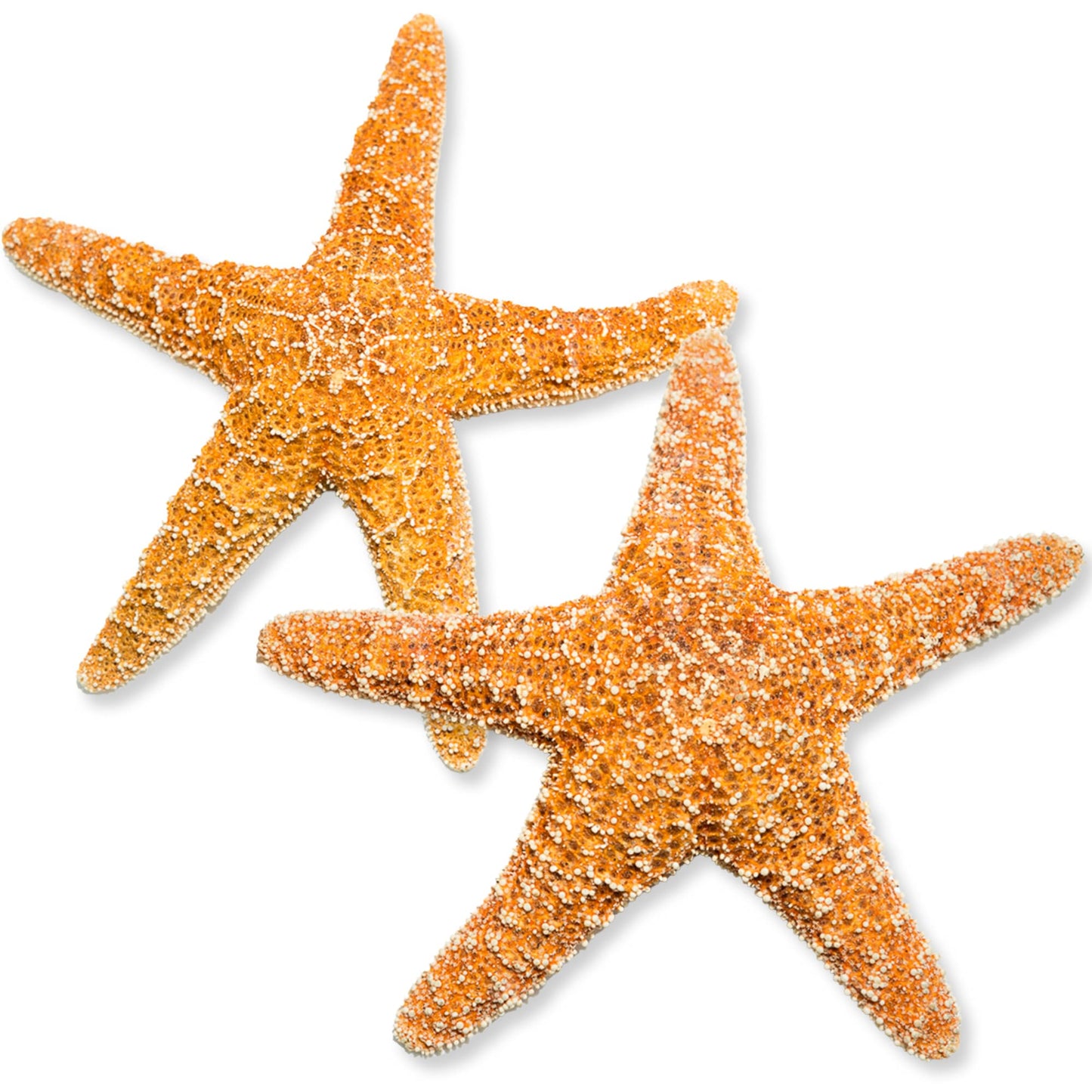 Real Starfish - 2 Large Brown Sugar Starfish (4-6in) - Starfish for Crafts - Star Fish Shells Decorations - Starfish Decor - Sea Star - Starfish Decorations - Starfish Shells
