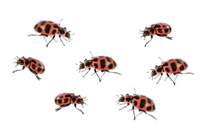Insect Lore Ladybug Land | Ladybug Growing Kit Habitat | Redeem Voucher For Live Ladybug Larvae
