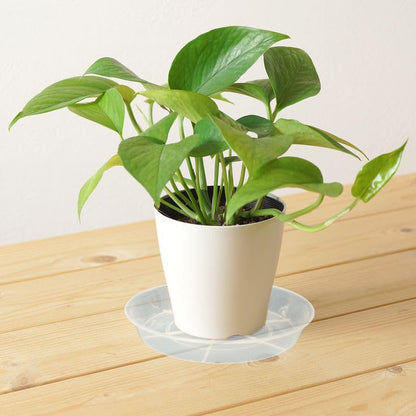 Afrine 6 Pack Plant Saucer Drip Tray, 4 5 6 8 9 10 12 14 16 18 inch, Heavy Sturdy Plastic Planter Flower Pot Saucers for Indoor Outdoor Garden, Plant Water Drip Trays for pots Base (4", Clear)