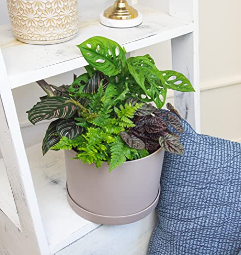 Essential Houseplant Collection (4PK) Live Plants Indoor Plants Live Houseplants in Plant Pots, Easy House Plants Indoors Live, Snake Plant, Pothos in Potting Soil, Clean Air Plants by Plants for Pets