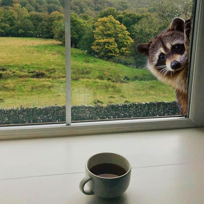 2pc Cute Raccoon Window Sticker Removable Animal Sticker for car, Room and Modern Home Decoration 29x29cm
