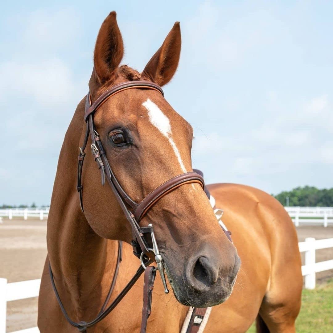 ExionPro English Hunter Jumping Bridle for Horses with Removable Flash Soft Yet Strong Rubber Reins | Royal Hunter Bridle | English Bridle for Horses (Oak Brown, Pony)
