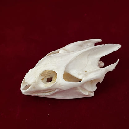 CLLOEAT Taxidermy Real Animals Skulls, Real Bones Specimen, Taxidermy Supplies for Science Education, Special Gift (Turtle Skull)