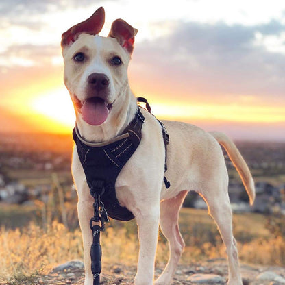 rabbitgoo Dog Harness No Pull with 2 Leash Clips, Adjustable Soft Padded, Reflective Oxford No Choke Pet Vest with Easy Control Handle for Large Dogs, Black, L