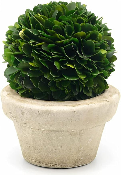 Serene Spaces Living Set of 12 Preserved Boxwood Ball with Small Pot – Boxwood in Planters, Preserved Plant for Boxwood Table Decor, Boxwood Centerpiece, Measures 5.5" Tall & 4" Diameter