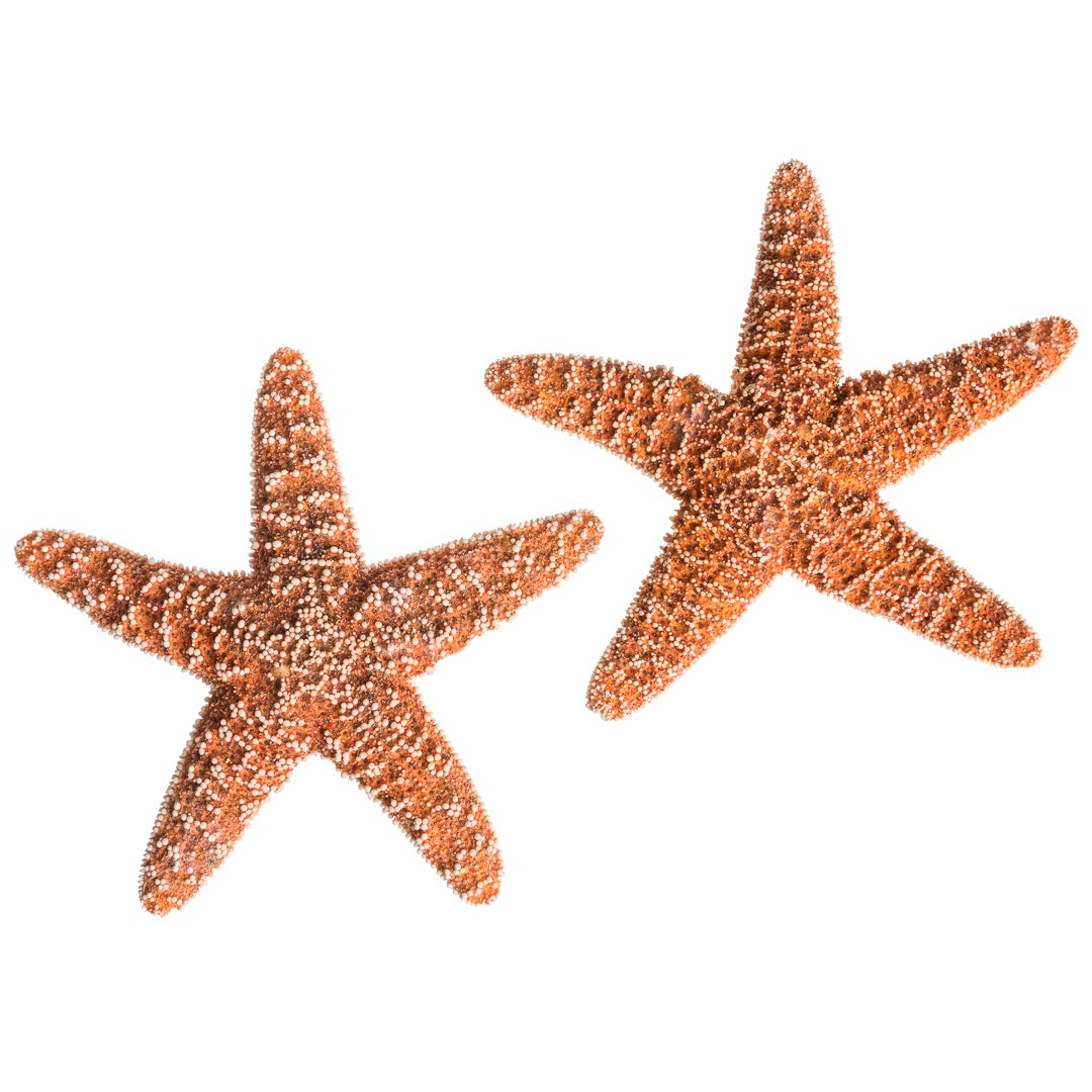 Real Starfish - 2 Large Brown Sugar Starfish (4-6in) - Starfish for Crafts - Star Fish Shells Decorations - Starfish Decor - Sea Star - Starfish Decorations - Starfish Shells