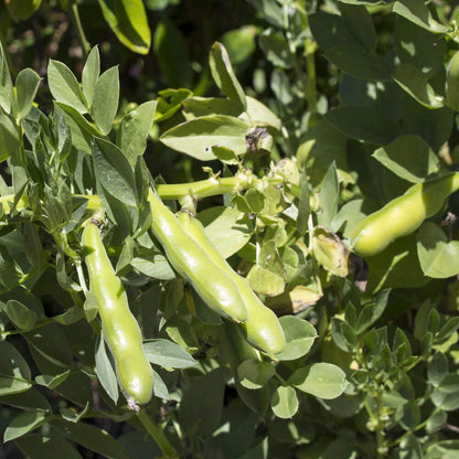 Outsidepride Annual Fava Beans Seeds - 10 lbs. High-Protein Forage Legume Seed for Soil Health Improvement, Erosion Control Support, Pollinator Attraction, Cover Crop, Hay, & Deer Food Plots