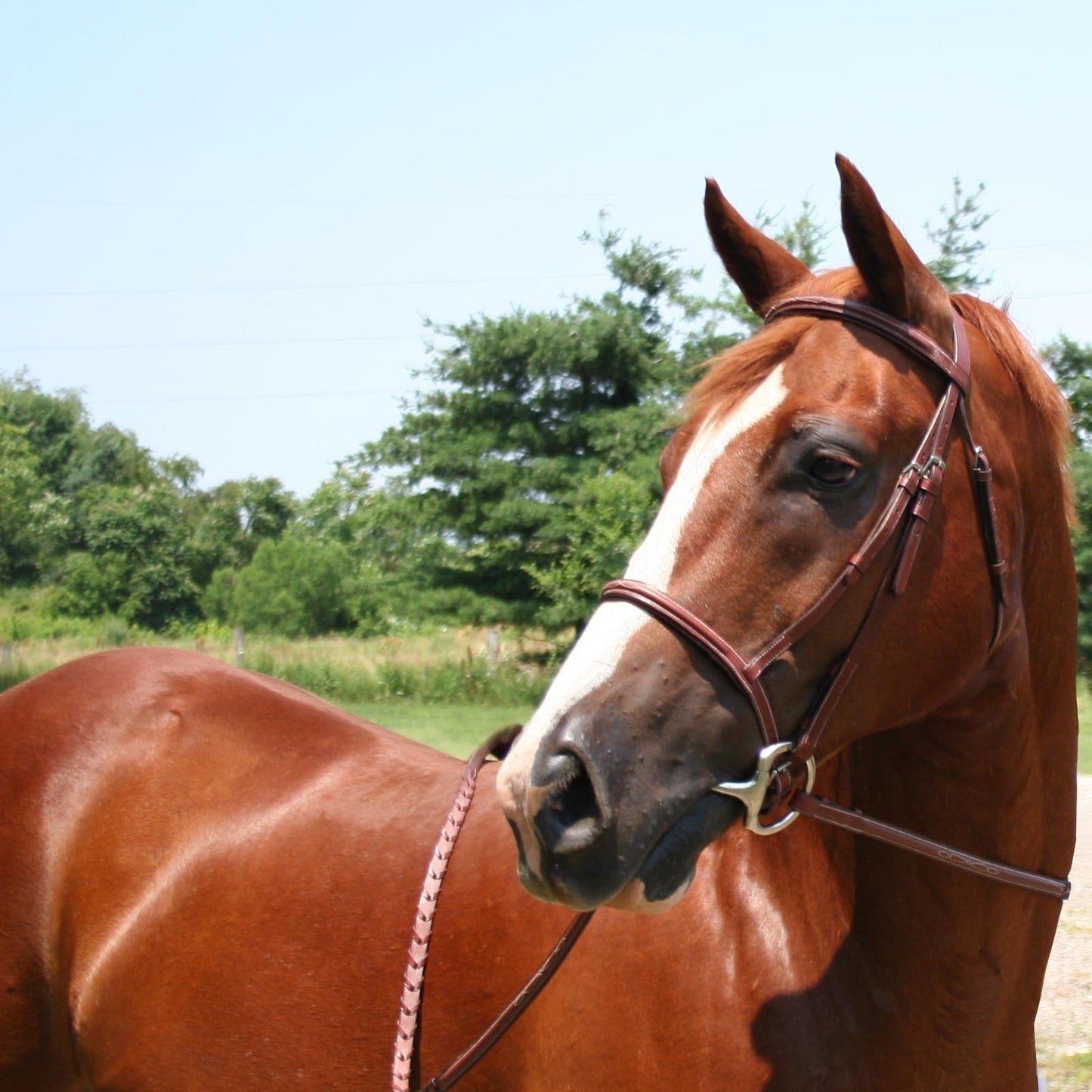 Paris Tack Padded Raised Fancy Stitched Leather English Schooling Bridle with Laced Reins