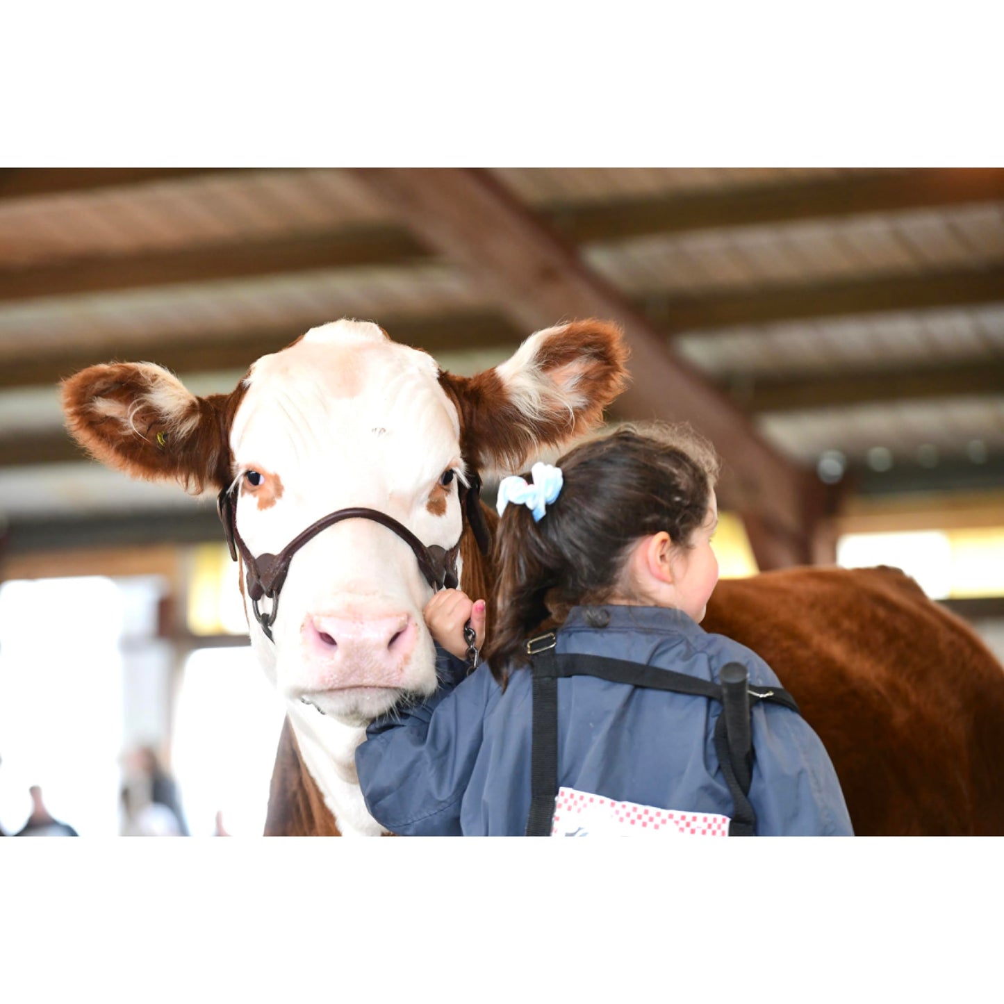 Weaver Livestock Leather Bombshell Show Cattle Halter, Adjustable, Modern Style Cow Calf Halter, Livestock Handling Equipment for Showing, Brown