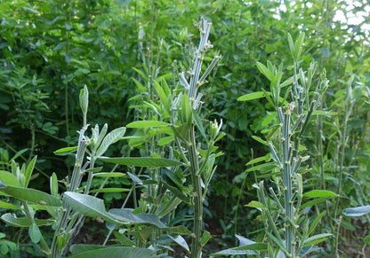 Whitetail Institute Sunn Hemp Deer Food Plot Seed, Fast-Growing and Establishes Rapidly, Great for Erosion Control, Soil Improvement and as a Cover Crop, 7 lbs (.25 Acre)