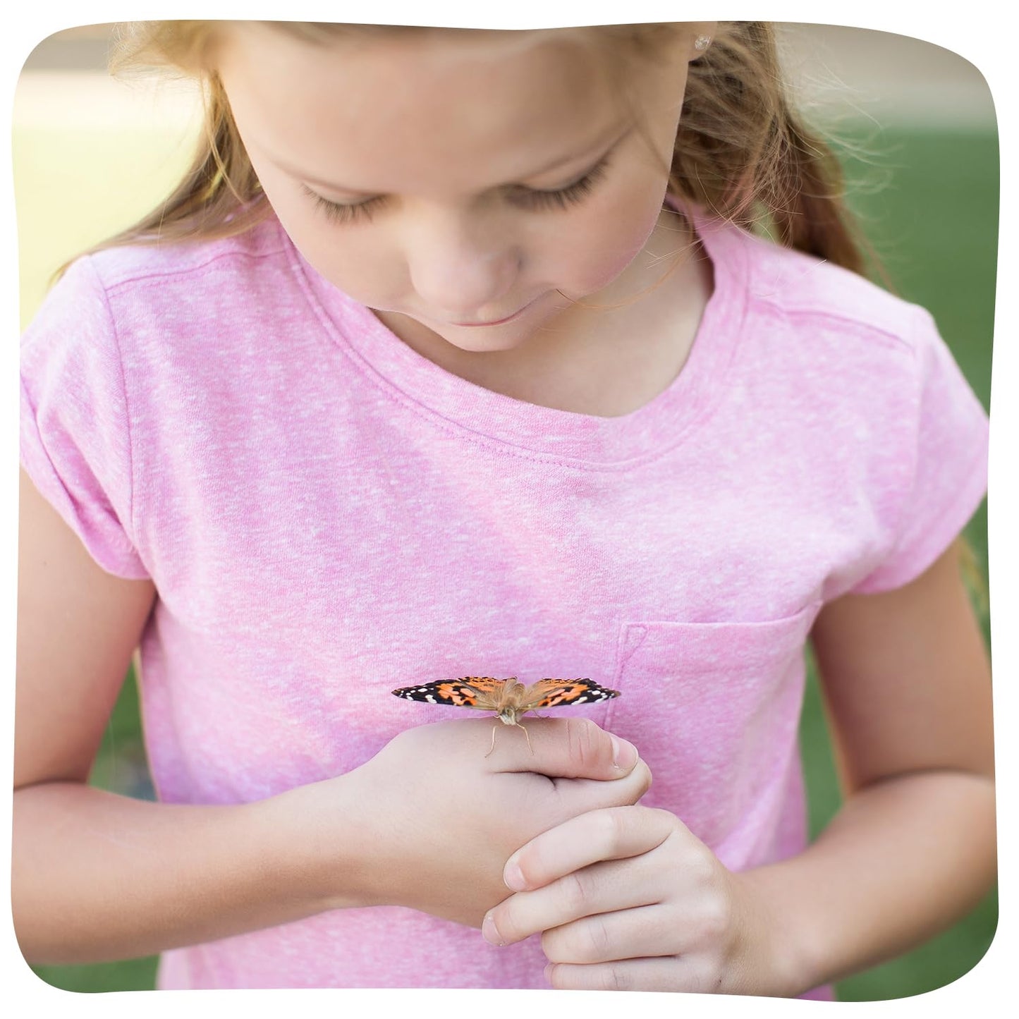 Insect Lore Butterfly Garden Kit – 10 Live Caterpillars, Habitat, STEM Journal, 2 Chrys-a-lid Holding Logs & Feeder – Grow & Release Painted Lady Butterflies – Educational Science Toy
