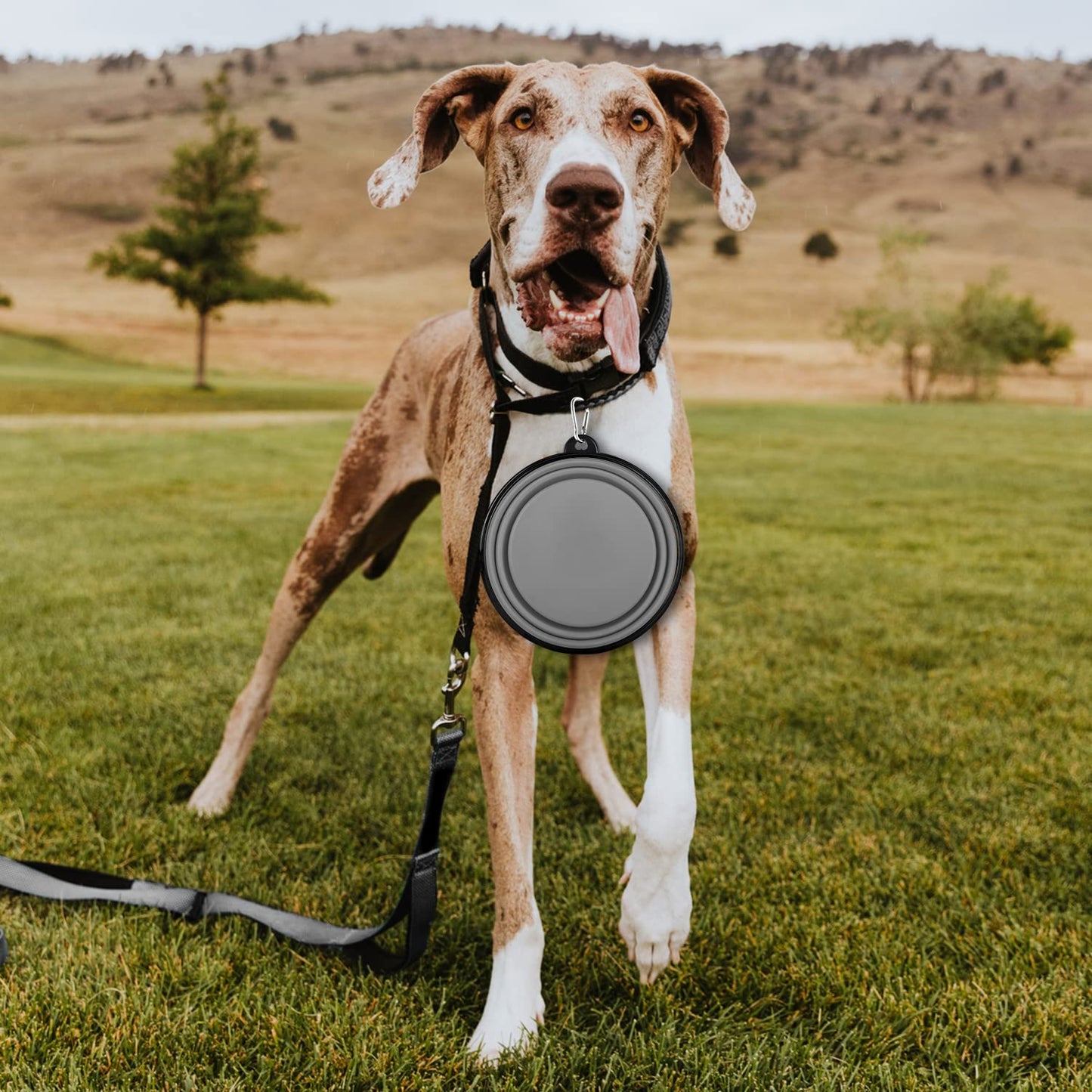 Collapsible Dog Bowls-2 Pack Large Size for Large/Medium Dogs, Pet Travel Water Bowl, Dogs Cat Portable Water Bowl, Dog Pet Feeding Watering Dish Outdoor Hiking Parking Traveling with 2 Carabiners