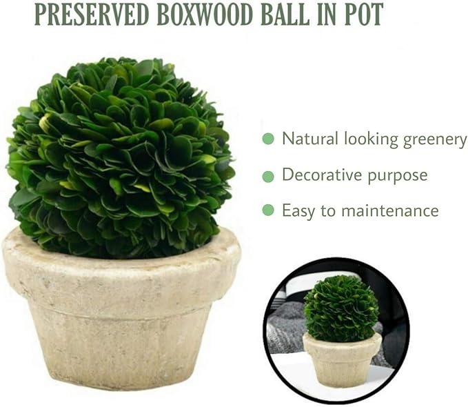 Serene Spaces Living Set of 12 Preserved Boxwood Ball with Small Pot – Boxwood in Planters, Preserved Plant for Boxwood Table Decor, Boxwood Centerpiece, Measures 5.5" Tall & 4" Diameter