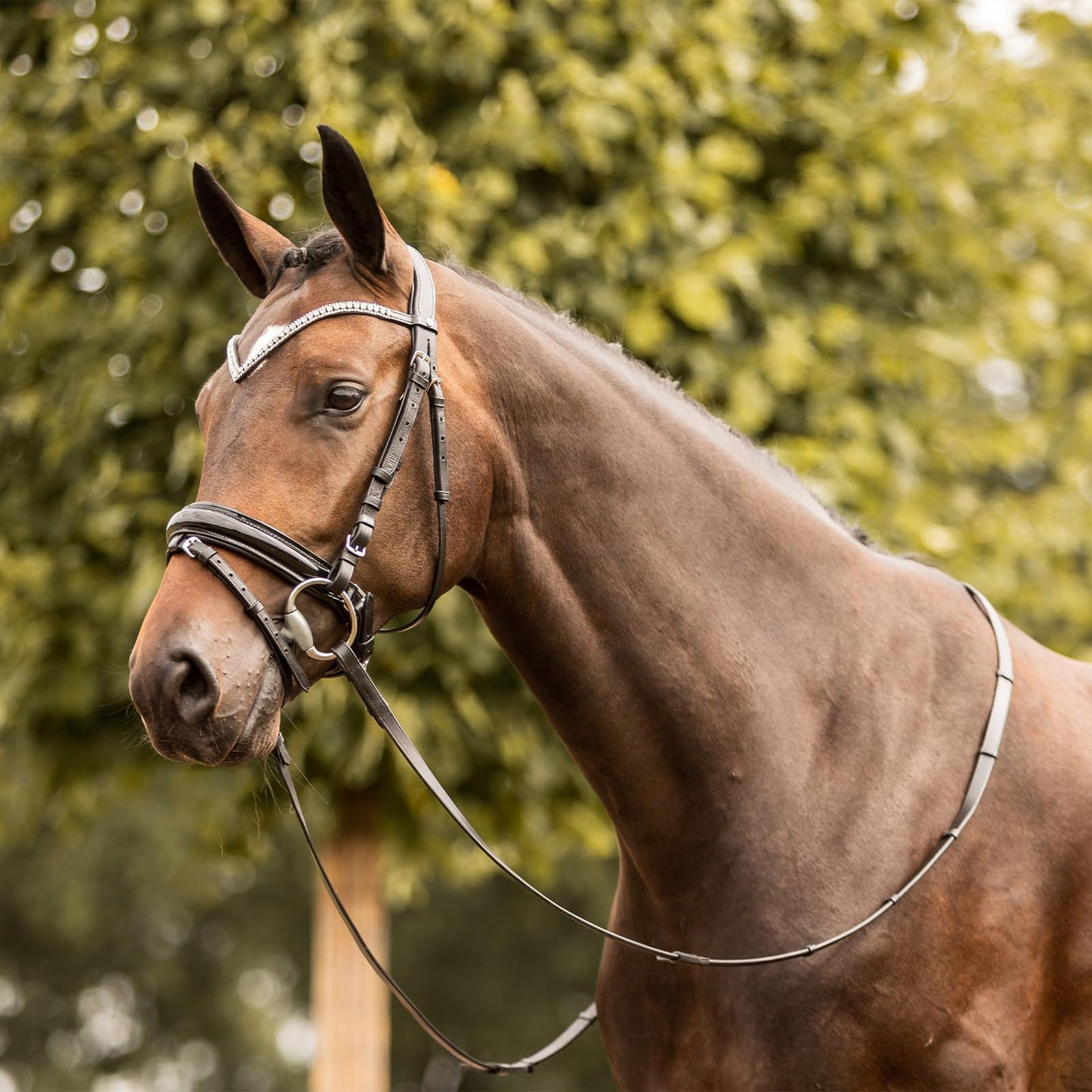 HORZE Grayson Classic Leather Ergonomic Snaffle Dressage Bridle with Detachable Flash - Black - Cob