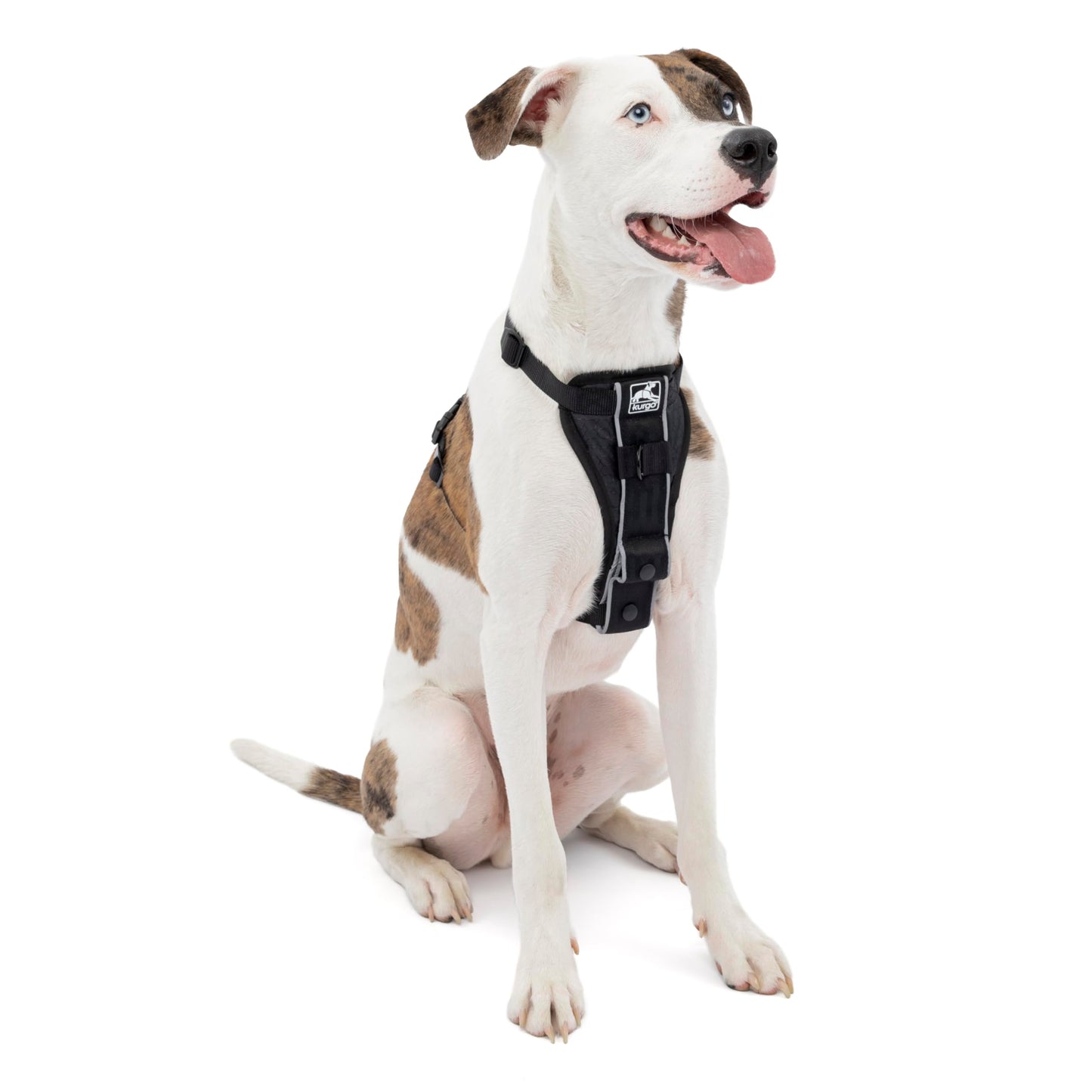 Kurgo Tru-Fit Smart Harness, Dog Harness, Pet Walking Harness, Quick Release Buckles, Front D-Ring for No Pull Training, Includes Dog Seat Belt Tether (Black, Medium)