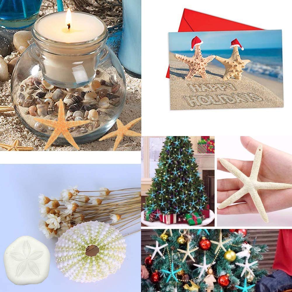 Jangostor 20 PCS Starfish, 2.5" to 4" Natural Seashells Starfish Star Fish Shells Decorations White Starfish Ornaments Perfect for Wedding Beach Theme Party Home Decorations, DIY Crafts, Fish Tank