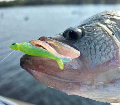 Bobby Garland Live Roam'R - Bleeding Shad - 1.75"