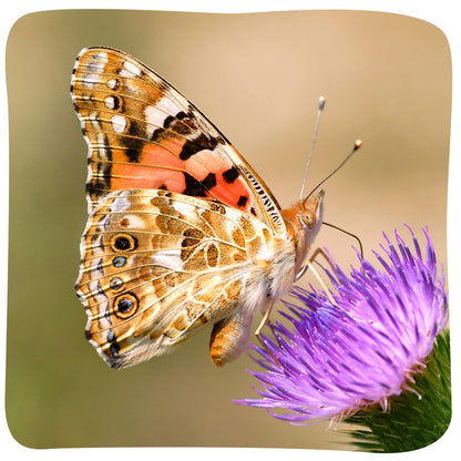 Insect Lore Raise and Release Butterfly Garden Kit – Caterpillar Habitat with redeemable Voucher – STEM-accredited Live Butterfly Growing Kit for Kids, Classrooms, and Homeschool Learning