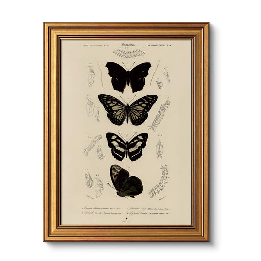 VIYYIEA Gold Framed Art Prints,12x16Inch, Butterfly Entomology Vintage Art Painting, Classical Scientific Decor for Library Bathroom Study Room Shelf, Rustic Farmhouse Canvas Picture