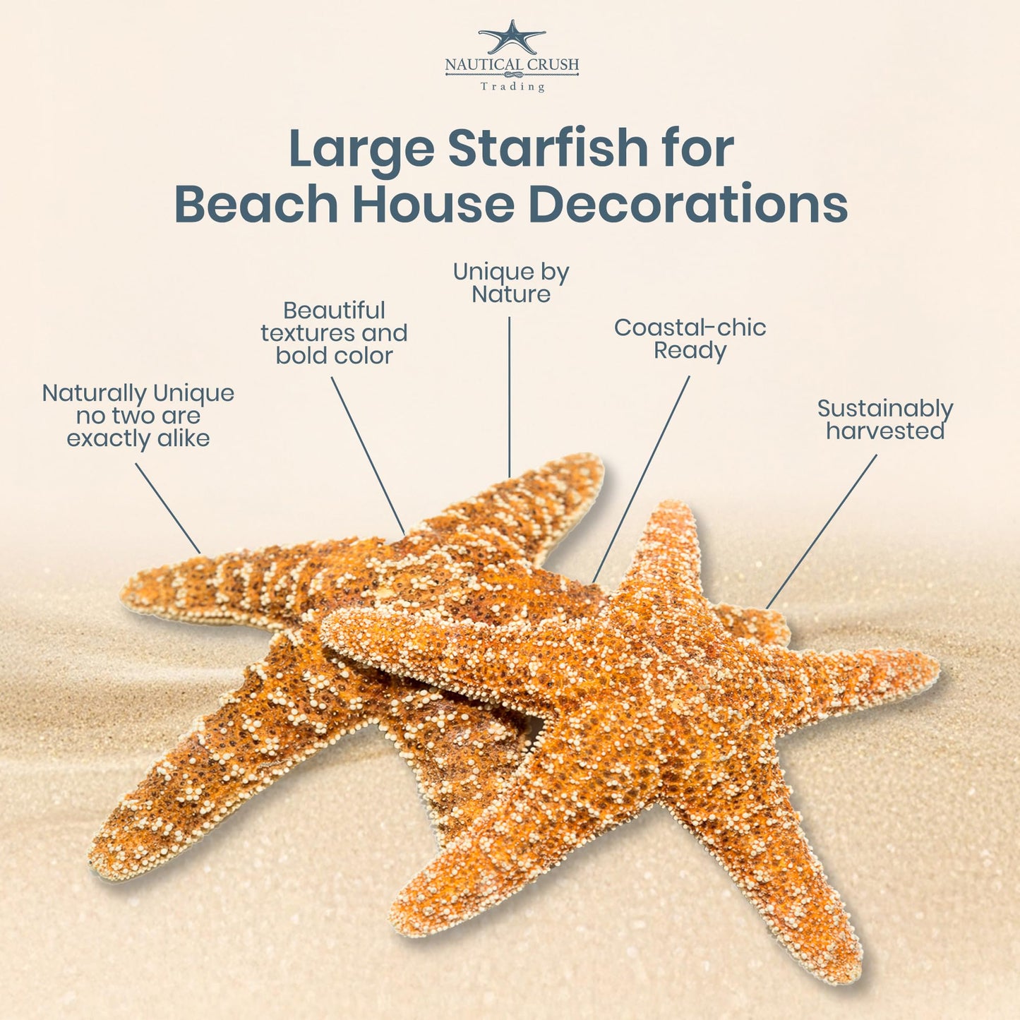 Real Starfish - 2 Large Brown Sugar Starfish (4-6in) - Starfish for Crafts - Star Fish Shells Decorations - Starfish Decor - Sea Star - Starfish Decorations - Starfish Shells