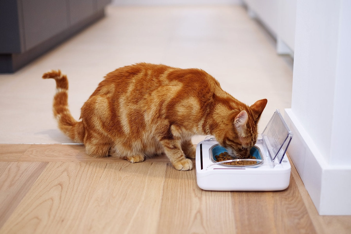 Sure Petcare - SureFeed - Motion Activated Sealed Pet Bowl - NOT Microchip Activated