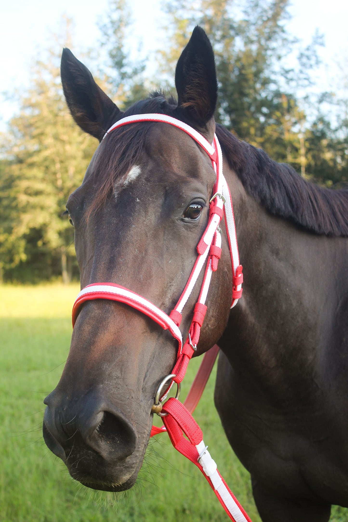 Tack Shack of Ocala Nylon Race Headstall, Custom Race Headstall, Nylon Headstall, Headstall for Horses, Race Headstall for Horses, Custom Made Headstall, Bridles for Horses, Bridles