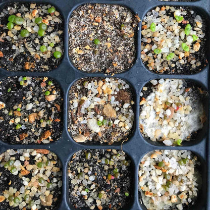Micro Landscape Design Lithops 50 Seeds with 5 Baby Plants and 1 Germination Kit, High Germination Rate, Freshly Harvest, Fun & Easy Grow Kit for Lithops Beginners