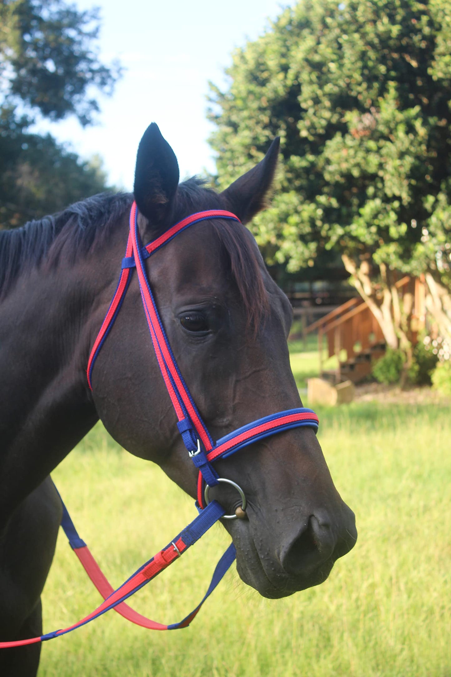 Tack Shack of Ocala Nylon Race Headstall, Custom Race Headstall, Nylon Headstall, Headstall for Horses, Race Headstall for Horses, Custom Made Headstall, Bridles for Horses, Bridles