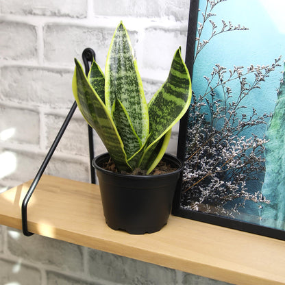 Essential Houseplant Collection (4PK) Live Plants Indoor Plants Live Houseplants in Plant Pots, Easy House Plants Indoors Live, Snake Plant, Pothos in Potting Soil, Clean Air Plants by Plants for Pets