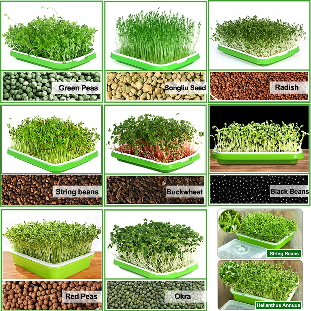 LeJoy Garden Seed Sprouter Tray BPA Free PP Soil-Free Big Capacity Healthy Wheatgrass Grower with Lid Sprouting Kit 13.4x9.84x4.72 inches