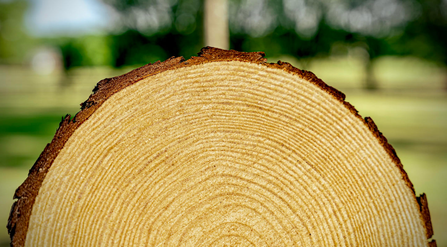 Set of (16) 8-9 inch Wood Slices for centerpieces! Natural Wood Rounds for Table centerpieces, Arts and Crafts, and Table Decorations (Set of 16 8-9")