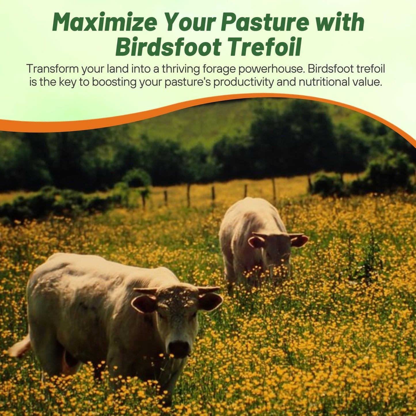 Outsidepride Perennial Birdsfoot Trefoil Seed - 10 lbs Nitrocoated, Inoculated, Winter Hardy, High Protein Forage Legume Seeds for Pasture, Hay, Silage Production & Livestock Grazing