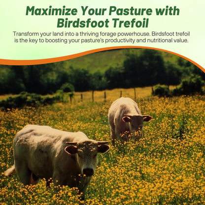 Outsidepride Perennial Birdsfoot Trefoil Seed - 10 lbs Nitrocoated, Inoculated, Winter Hardy, High Protein Forage Legume Seeds for Pasture, Hay, Silage Production & Livestock Grazing
