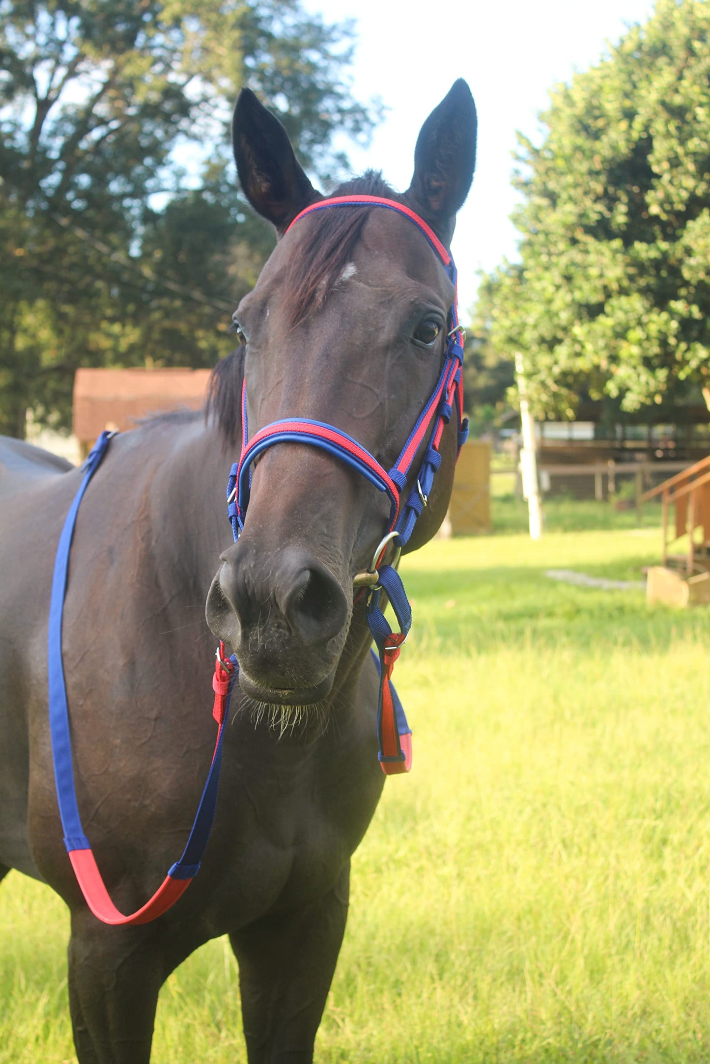 Tack Shack of Ocala Nylon Race Headstall, Custom Race Headstall, Nylon Headstall, Headstall for Horses, Race Headstall for Horses, Custom Made Headstall, Bridles for Horses, Bridles