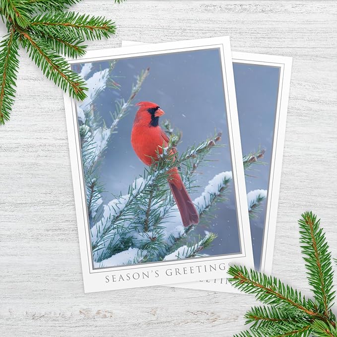 Masterpiece Let Nature Sing Cardinal Christmas Cards / 16 Boxed Holiday Seasons Greetings Card Set With Silver Foil Accents And Coordinating Envelopes / 5 5/8" x 7 7/8" Folded Winter Greeting Cards