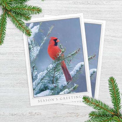 Masterpiece Let Nature Sing Cardinal Christmas Cards / 16 Boxed Holiday Seasons Greetings Card Set With Silver Foil Accents And Coordinating Envelopes / 5 5/8" x 7 7/8" Folded Winter Greeting Cards