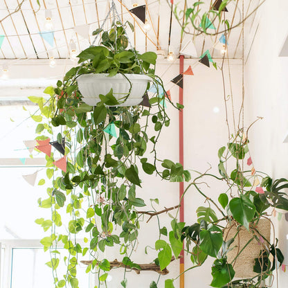 summer flower 12.59" Large Hanging Planters with Drainage Hole&Tray, Hanging Flower Pots Plastic Plant Hanger Holders Hanging Basket for Indoor Outdoor Home Garden Herb Succulent (Pack 3)