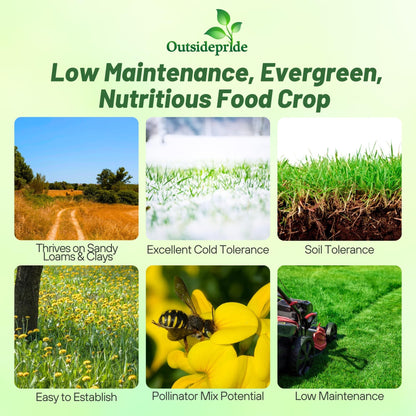 Outsidepride Perennial Birdsfoot Trefoil Seed - 10 lbs Nitrocoated, Inoculated, Winter Hardy, High Protein Forage Legume Seeds for Pasture, Hay, Silage Production & Livestock Grazing