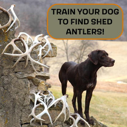 DogBone Shed Dog Training Instructional DVD (3+ Hours) | Dog Training Kit | Hunting Dog Accessories | Dog Scent Training Kit | Deer Hunting Accessories | Dog Training Tools