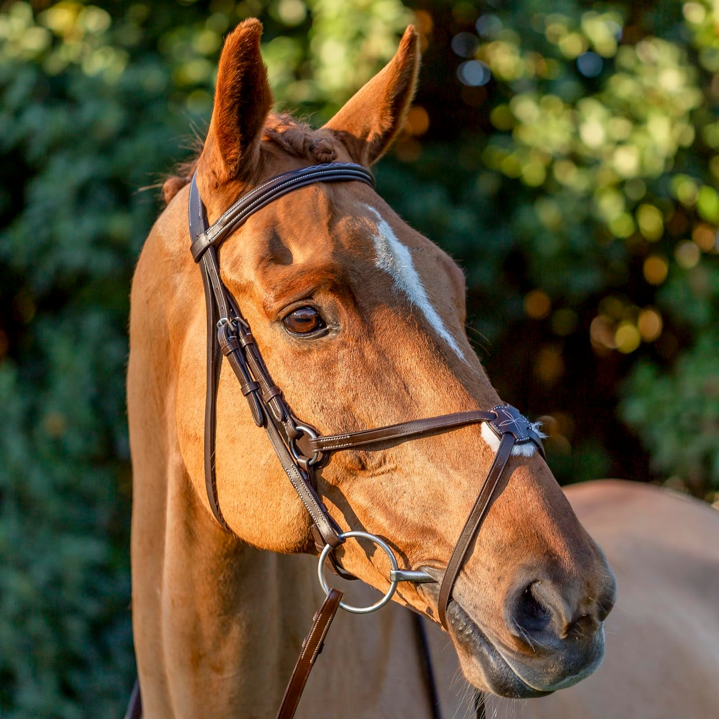 Equinavia Saga Adjustable Padded Fancy Stitched Figure 8 Bridle with Reins - Chocolate Brown - Warmblood