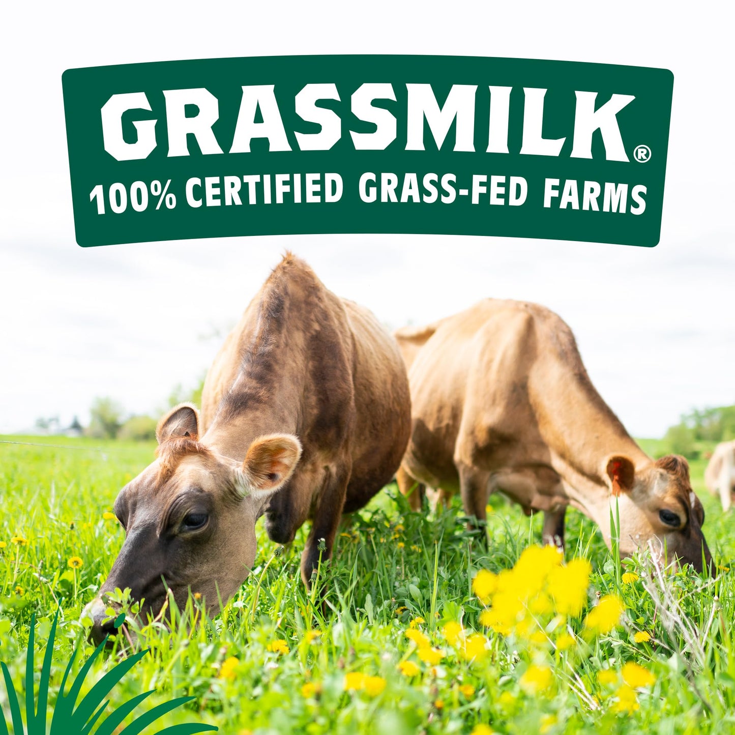 Organic Valley Grassmilk Raw Sharp Cheddar Cheese Block, 8 Oz