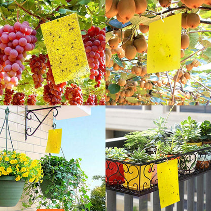 Kensizer 50-Pack Fruit Fly Trap, Yellow Sticky Gnat Traps Killer for Indoor/Outdoor Flying Plant Insect Like Fungus Gnats, Whiteflies, Aphids, Leaf Miners - 6x8 in, Twist Ties Included