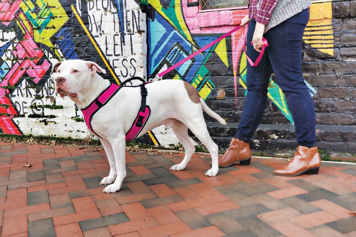 PetSafe EasySport Dog Harness – Adjustable Padded Dog Harness with Control Handle and Reflective Piping – Medium, Pink