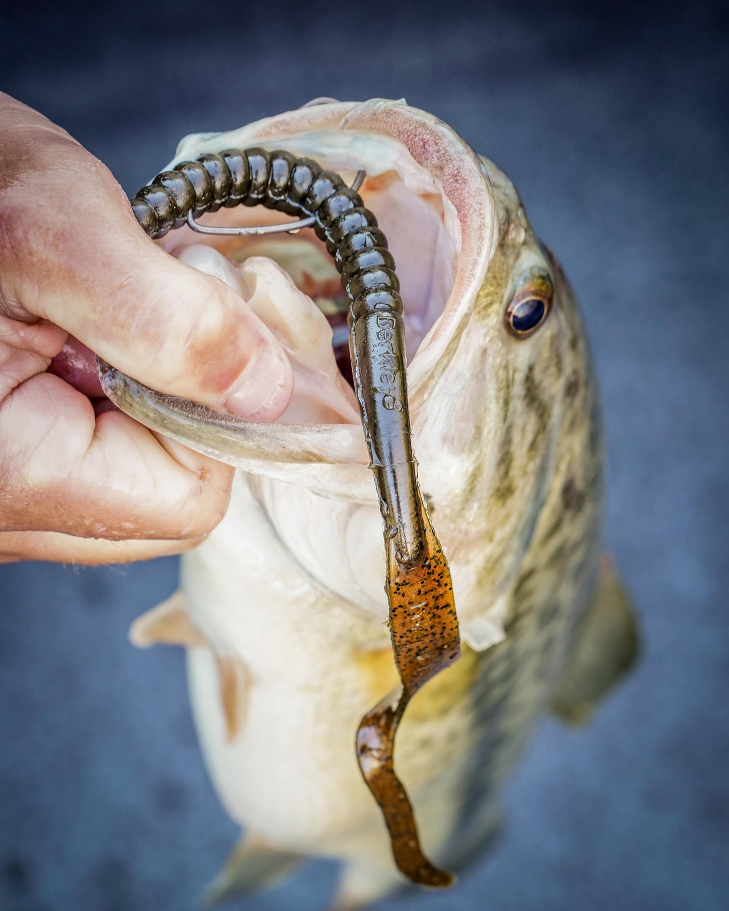 Berkley PowerBait® Power Worm Fishing Bait, Watermelon, 10in | 25cm, Irresistible Flavor, Classic Curly Tail Worm Profile, Ideal for Spring, Summer and Fall Fishing