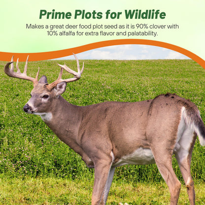 Outsidepride Perennial Clover King Seed Mix - 5 lbs Nitrocoated, Inoculated, Heat & Cold Tolerant, Alfalfa-Enhanced Food Plot Seeds for Deer & Wildlife, Ideal for Spring, Summer, & Winter Food Plots