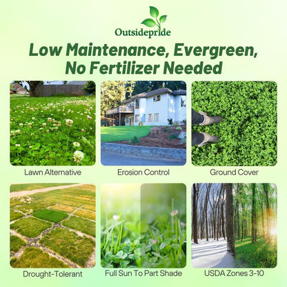 Outsidepride Perennial White Dutch Clover Seed - 40 lbs. Nitrocoated, Inoculated for Lawn Alternative, Erosion Control, Food Plots, Ground Cover, & Pasture Mixtures in USDA Zones 3-10