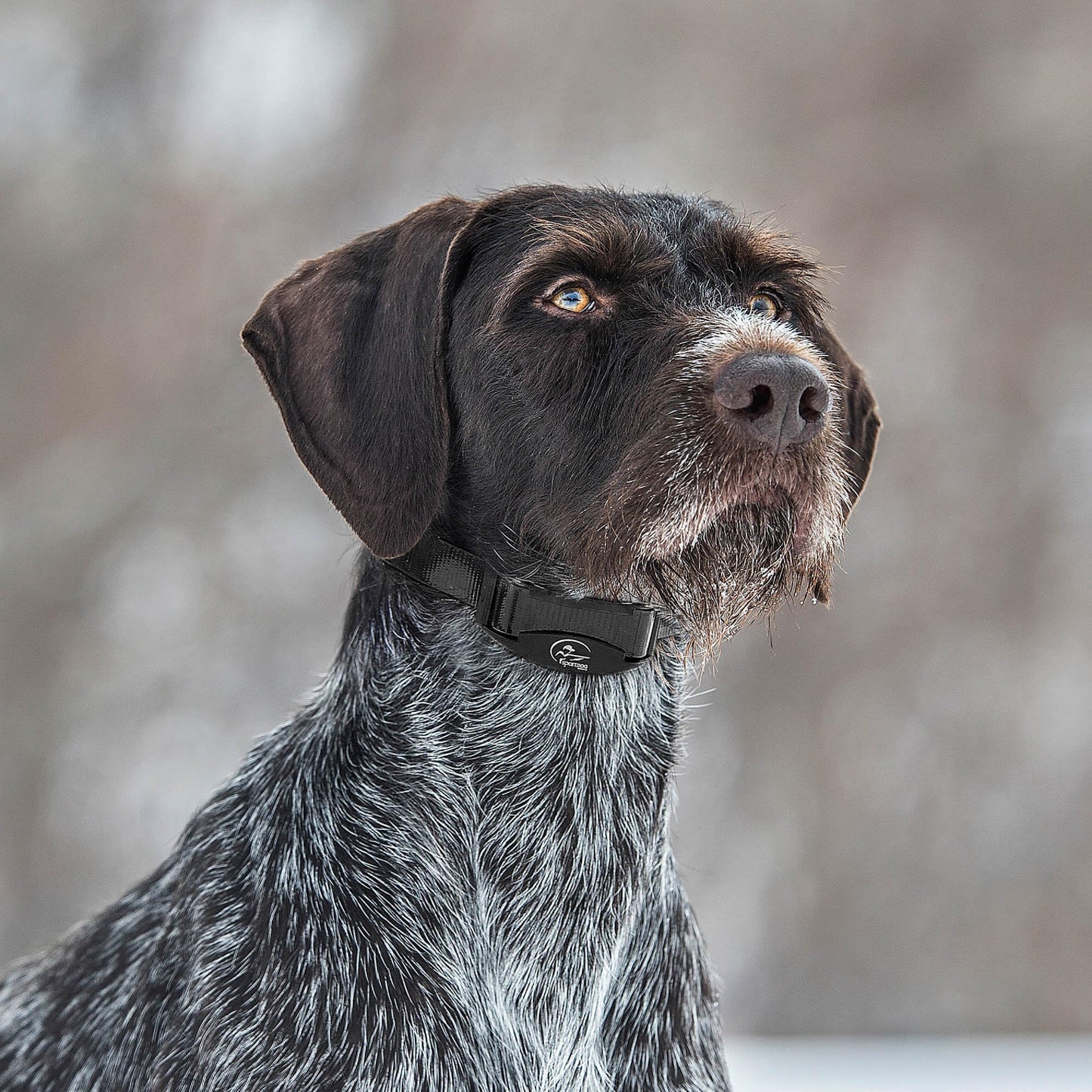 SportDOG Brand NoBark SBC-8 Bark Control Collar - Static Collar with Progressive Correction - Waterproof - Static Stimulation - Dogs 8 lbs & up