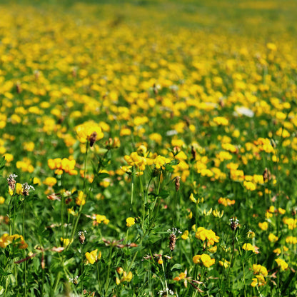 Outsidepride Perennial Birdsfoot Trefoil Seed - 10 lbs Nitrocoated, Inoculated, Winter Hardy, High Protein Forage Legume Seeds for Pasture, Hay, Silage Production & Livestock Grazing