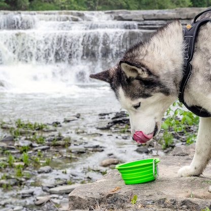 Mighty Paw Travel Dog Bowl Set - Silicone Food - Bonus Carabiner Clip - Ideal for Hiking - Camping - Lightweight - Leak-Proof - Collapsible Dog Bowl with Lid - Green - 2 Pack (27 Oz)