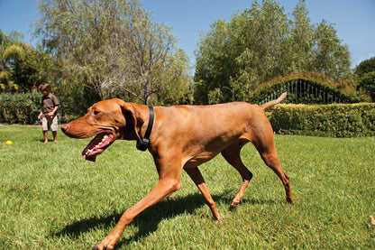 PetSafe Stay+Play Wireless Receiver Collar Blk
